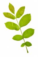 Noyer - Feuille (Juglans regia)